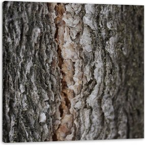 Vászonkép Természet Fakéreg Varázslat Erdő Fák 60x60