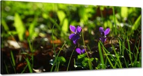 Festmények 180x90 Mezei ibolya