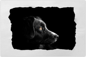 Poszterek 60x40 Négylábú barát