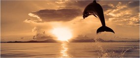Kép - Delfin naplementében (120x50 cm)