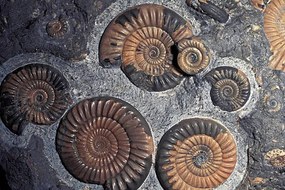 Illusztráció FOSSIL AMMONITES, JURASSIC, PROMICROCERAS PLANICOSTA, UK., Kevin Schafer