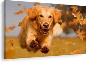 Kép - Golden Retriever (90x60 cm)