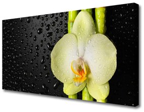 Vászonkép falra Bamboo Orchid Virág 100x50 cm