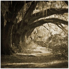 Poszterek 100x100 Tölgyek a Szépia parkban