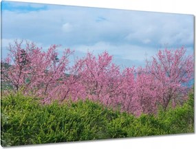 Vászonkép 120x80 Virágzó cseresznye