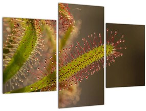 A növény képe (90x60 cm)