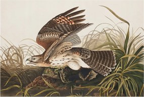 Dekoratív Fotótapéta Fali Fal Szárnyas szépség 104x70 Ragasztó