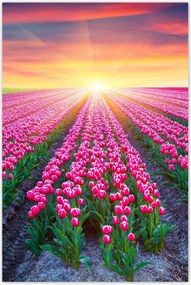 Poszterek 80x120 Tulipánok tengere Virágok