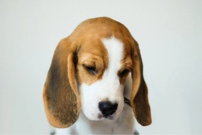 Beagle képe (90x60 cm)