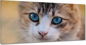 Képek 180x90 Cica Cicák Macskák