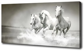 Vászonkép Fehér lovak oc-44040199