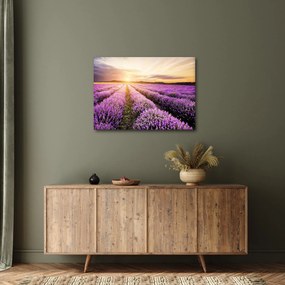 Kép - Napfelkelte levendulamezőn (70x50 cm)