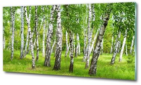 Üvegfotó Nyírfa erdő osh-85613602