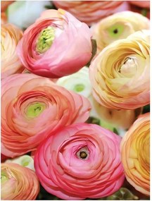 Flizelin fotótapéta Boglárka pasztell virágok elegancia 206x275 +ragasztó