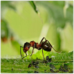 Poszterek 100x100 Hangya Makró fotó