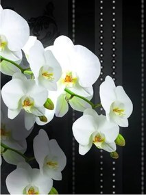 Fotótapéta Orchidea fehér virágok sötét háttérrel 184x254 vinil +ragasztó