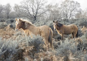 Poszter 66,5x46,5cm Lovak a vadonban, Assaf Frank