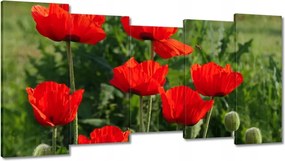 Vászonkép 150x80 Pipacs Virágok