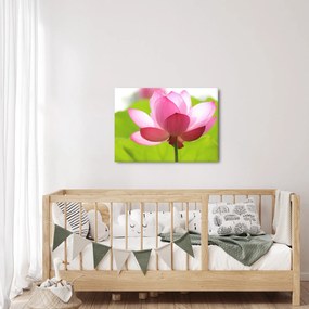 Lótuszvirág kép (70x50 cm)