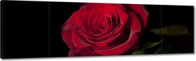 Vászonkép 170x50 Gyönyörű rózsa