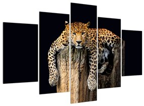 Gepárd képe (150x105 cm)