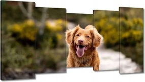 Képek 150x80 Kutya Kutyák