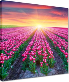Vászonkép 30x30 Tulipánok tengere Tulipánok