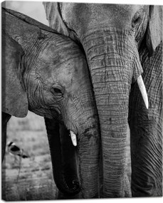 Vászonkép Fekete-fehér Elefántpár Natura 40x50 cm Ajándéknak is tökéletes