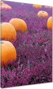 Vászonkép 70x100 Lápvidék sütőtökkel