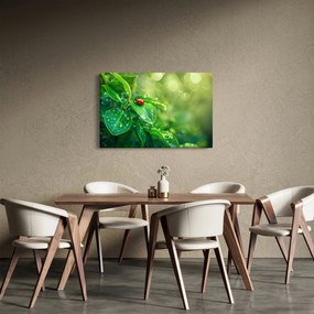 Kép - Katicabogár (90x60 cm)