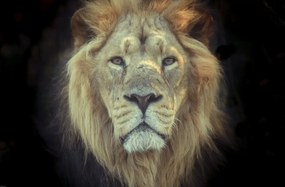 Poszter 91,5x60cm Oroszlánfej, Assaf Frank