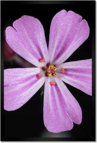 Poszterek keretben 40x60 Nőnap Ajándék Love