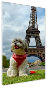 Akrilkép Dog in paris oav-82234156