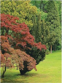 Flizelin fotótapéta Zöld erdő és fű természet a szobába 206x275 +ragasztó