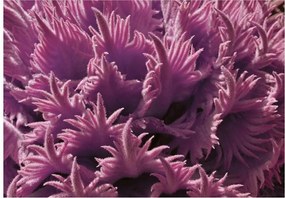 Fotótapéta korallzátony korall 152 x 104