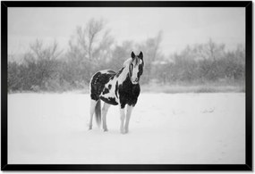 Poszterek keretben 60x40 Ló Fekete-fehér poszter