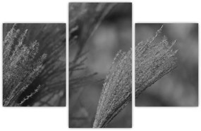 Kép - Szárított pampafű (90x60 cm)
