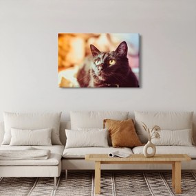 Fekete macska képe (90x60 cm)
