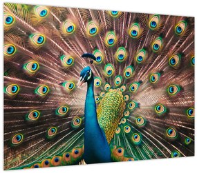 Kép - Páva (70x50 cm)