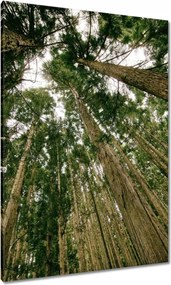 Festmények 70x100 Fák