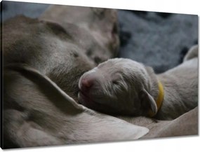 Vászonkép 90x60 Kutya Kutyák