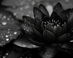 Poszter 50x40cm Lótusz fekete