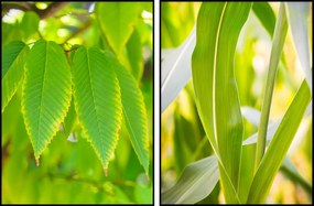 Diptichon növények levelek botanikus poszter 2x 70x100