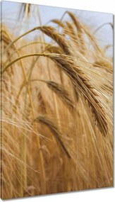 Vászonkép 80x120 Kalászok gabonával Gabonafélék