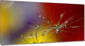 Vászonkép 115x55 Pitypang Virág Virágok