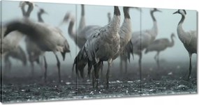 Vászonkép 60x30 Darvak a ködben