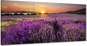 Vászonkép 120x60 Levendula rét