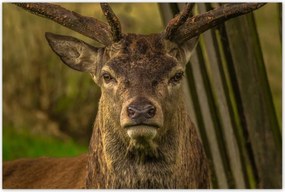 Poszterek 120x80 Szarvas tekintet