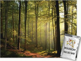 Fotótapéta Naperdő Fák Természet Falra Hálószoba Nappali 250x175