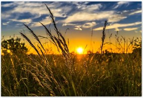 Poszterek 185x125 Naplemente a füvek között